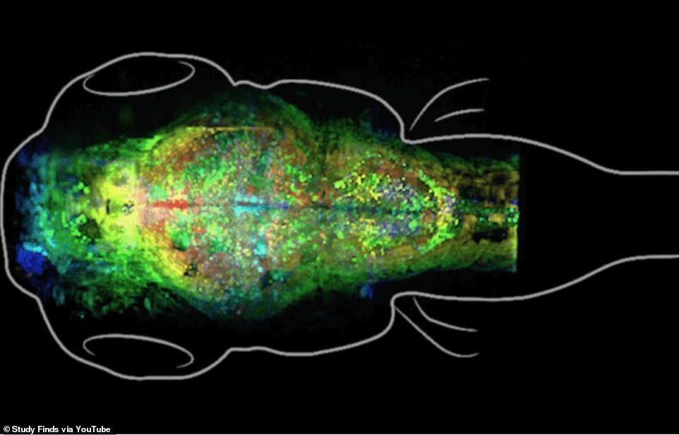 Los Científicos Han Capturado El Cerebro Creando Recuerdos Por Primera Vez