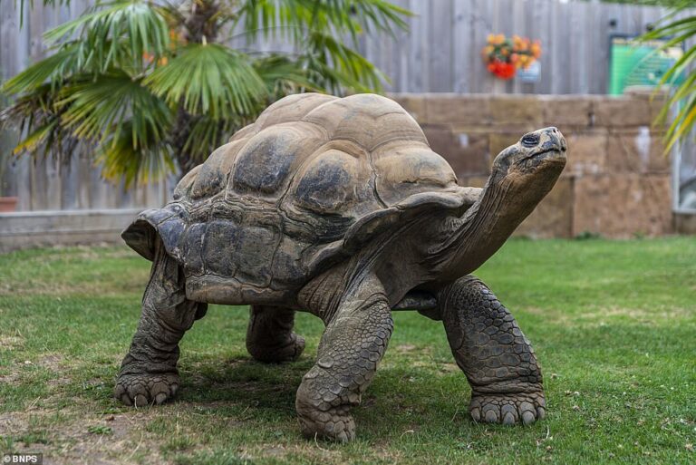 Tortuga Gigante De Gal Pagos Que Desaf A La Edad Engendra Ocho Reptiles