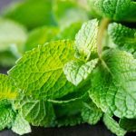 pudina, pudhina, benefits of pudina, benefits of mint leave, what is pudina, pudina leaves benefits, oral care pudina leave, healthy eating, herbs and spices, indian herbs, indian express lifestyle