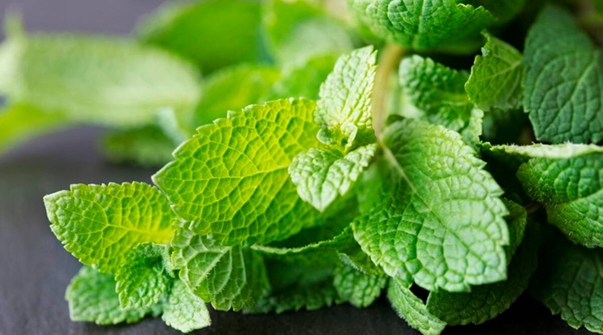 pudina, pudhina, benefits of pudina, benefits of mint leave, what is pudina, pudina leaves benefits, oral care pudina leave, healthy eating, herbs and spices, indian herbs, indian express lifestyle