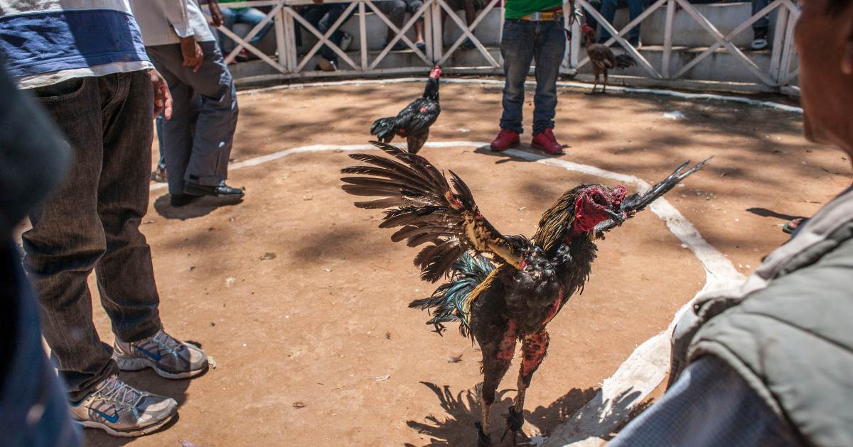 Gallo indio mata a su dueño durante una pelea de gallos
