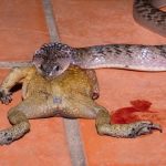 Una serpiente kukri ocelada (Vietnam) atravesó por primera vez este venenoso sapo común asiático y enterró su cabeza profundamente en el abdomen del anfibio, ya que probablemente se estaba comiendo los órganos.  Sin embargo, como se ve en la foto, la serpiente kukri procedió a tragarse el sapo entero.