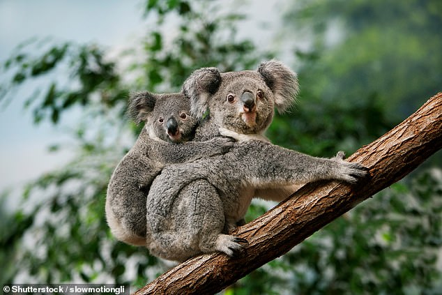 Los koalas son nativos de Australasia, solo comen eucalipto y tienen una variedad de problemas de salud, incluida la clamidia y cánceres como la leucemia y el linfoma.  También están siendo impactados dramáticamente por incendios forestales y pérdida de hábitat.