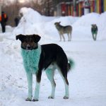 Un grupo de perros callejeros con pelaje verde brillante ha sido visto en Rusia en el último de una serie de avistamientos de caninos coloridos.