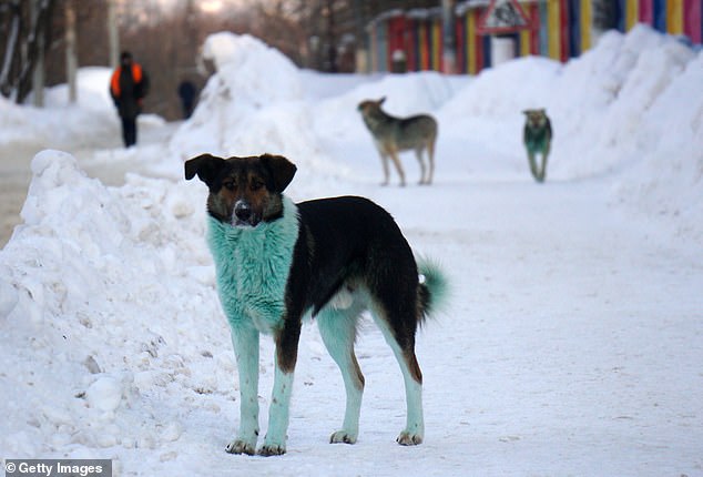 Un grupo de perros callejeros con pelaje verde brillante ha sido visto en Rusia en el último de una serie de avistamientos de caninos coloridos.