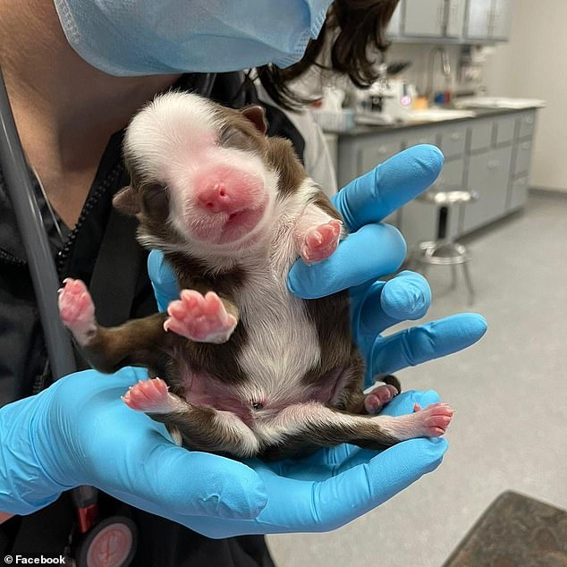 Skipper, una mezcla de Border Collie australiano, nació hace seis días en Oklahoma City.  A pesar de tener seis patas, dos sistemas reproductivos y otros rasgos únicos, parece estar bien