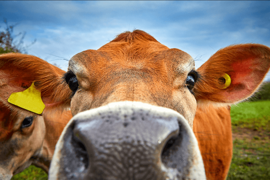 Bitcoin Bulls acaba de tener un nuevo amigo: la vaca Bitcoin, Bitkoinka
