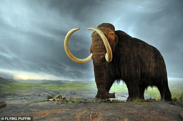 Los mamuts lanudos vagaban por lo que ahora es Nueva Inglaterra hace 12.800 años y un nuevo estudio sugiere que compartieron el paisaje con los primeros humanos que llegaron a la región hace unos 10.500 años.