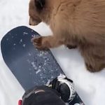 Un joven oso pardo se convirtió en una sensación en las redes sociales en 2019 cuando se acercó a un snowboarder en una estación de esquí de California.