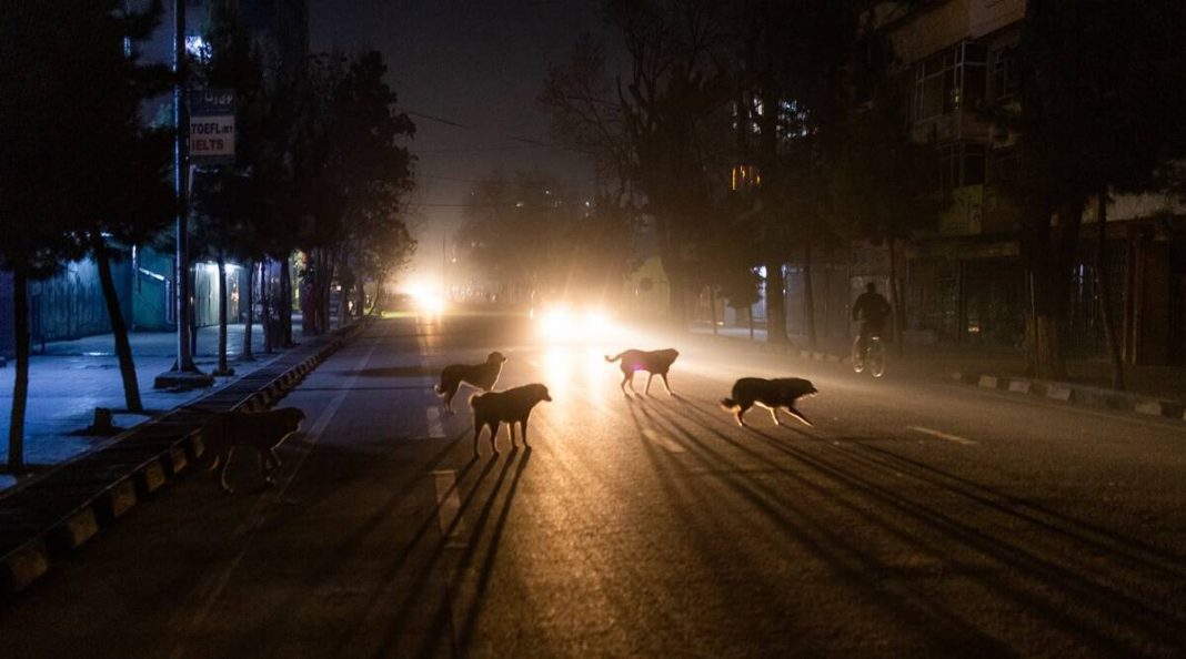 En las calles de Kabul, los perros gobiernan la noche
