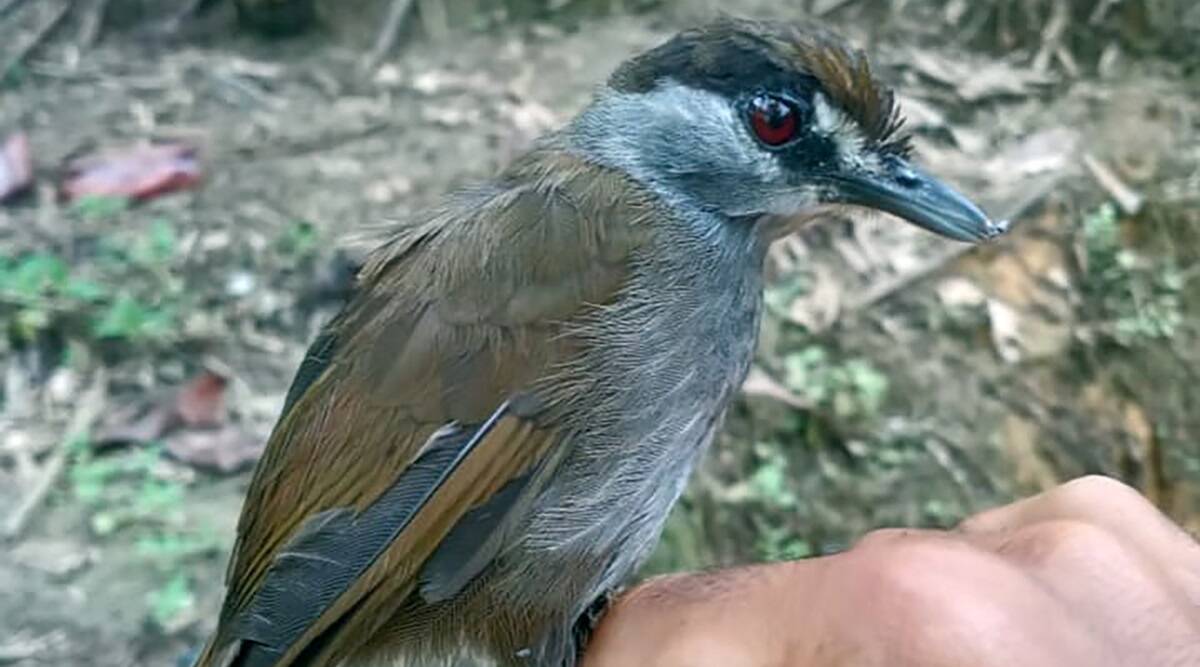 black-browed babbler, black-browed babbler missing, missing asian bird 170 years, Panji Gusti Akbar, black browed babbler indonesia forest