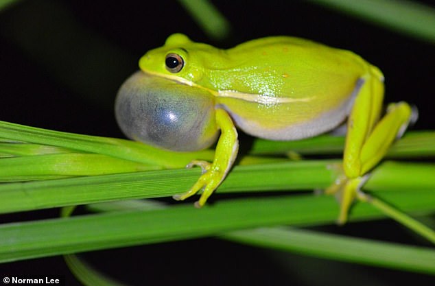 Esta imagen muestra una llamada de rana arborícola verde macho.  Para tener éxito en el apareamiento, muchas ranas macho se sientan en un lugar y llaman a sus posibles parejas.