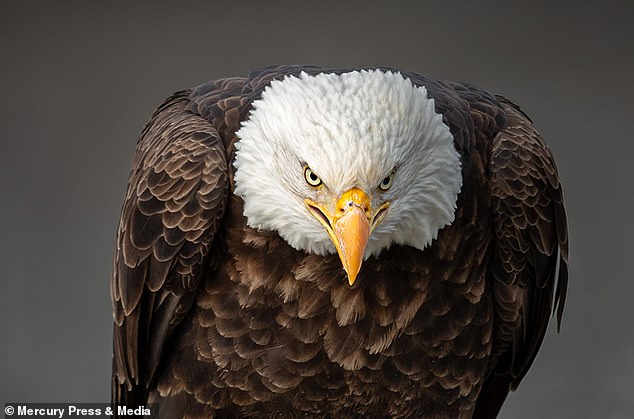 Hay más de 316.000 águilas calvas en los Estados Unidos continentales, según un nuevo informe del Servicio de Pesca y Vida Silvestre.  Eso es más de cuatro veces el número informado en 2009