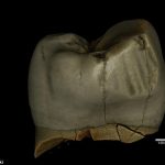 Al examinar una muela del juicio y un premolar (en la foto) de la era del Pleistoceno tardío, los antropólogos de Polonia encontraron evidencia de que sus dueños usaban un palillo rudimentario