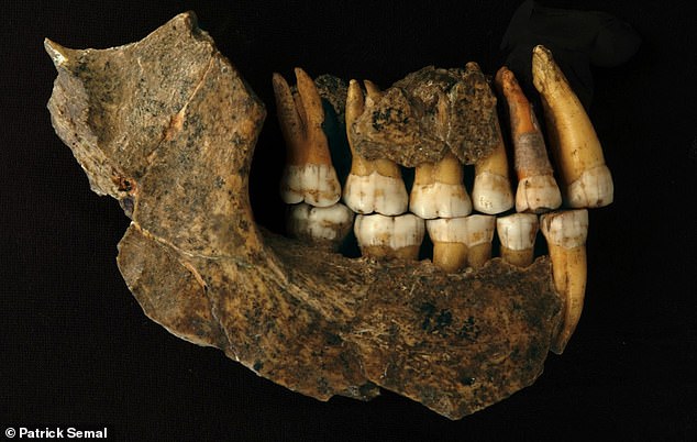 Ensamblaje de maxilar y mandíbula de un neandertal tardío de la cueva del espía.  Los restos de neandertales descubiertos en una cueva en Bélgica que se cree que tienen 37.000 años son en realidad miles de años más antiguos de lo que sugirieron estudios previos, muestra un estudio.