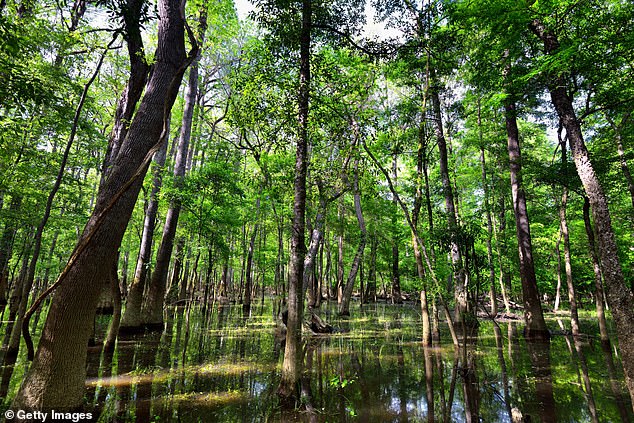En la imagen, el Parque Nacional Congaree de Carolina del Sur.  Una nueva investigación realizada por un equipo de científicos en América del Norte muestra que los sonidos naturales son buenos para nuestra salud