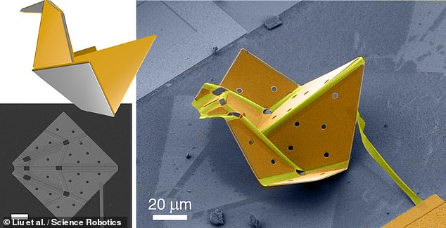 El pájaro de origami más pequeño del mundo  u2014, que tiene solo 60 micrones de ancho, o 20 veces más pequeño que un solo grano de arena  u2014, ha sido creado por investigadores de EE. UU.  En la imagen: el pequeño robot de origami (izquierda) puede doblarse desde una hoja plana (abajo a la derecha) en forma de pájaro (arriba a la derecha)