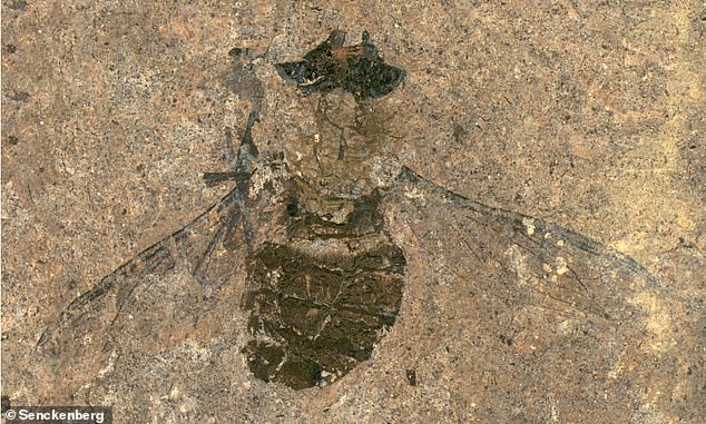 Un fósil de 47 millones de años perteneciente a una especie de mosca previamente desconocida fue encontrado en Messel Pit en el centro de Alemania.