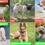 Las tres razas con mayor riesgo de obesidad son pug, beagle y golden retriever (arriba), mientras que las razas de menor riesgo son shih tzu, pastor alemán y yorkshire terrier (abajo).