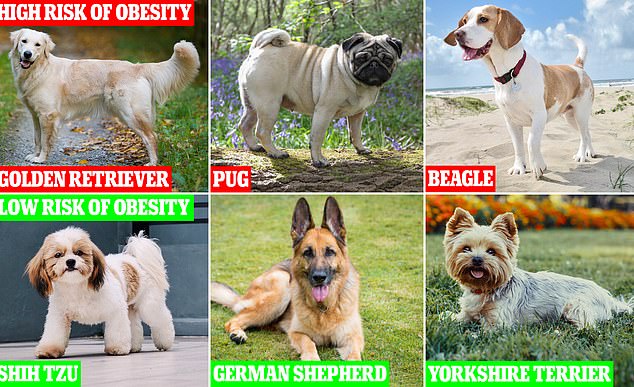 Las tres razas con mayor riesgo de obesidad son pug, beagle y golden retriever (arriba), mientras que las razas de menor riesgo son shih tzu, pastor alemán y yorkshire terrier (abajo).