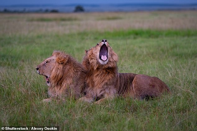 Los leones pueden provocar los bostezos de los demás, al igual que los humanos.  Pero aunque se cree que el 'bostezo contagioso' en los humanos es un signo de empatía, los expertos dicen que para los leones es una forma de sincronizar comportamientos y ser un orgullo más cohesivo.