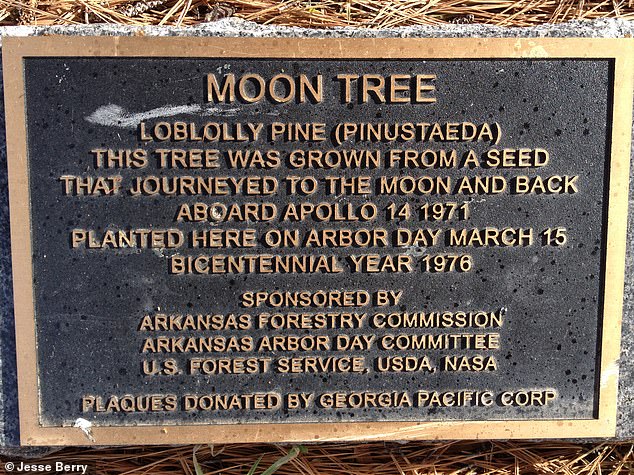 El astronauta de la NASA Stuart Roosa se llevó 500 semillas de Sycamore, Loblolly Pine y otras variedades de árboles mientras la cápsula del Apolo 14 orbitaba la luna.
