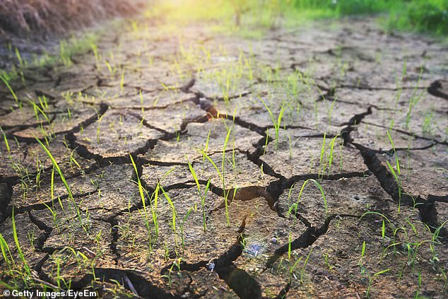 Según una nueva investigación, el cambio climático ha provocado una disminución del 21 por ciento en la productividad agrícola mundial en comparación con lo que sería si los patrones climáticos se mantuvieran donde estaban en 1961.
