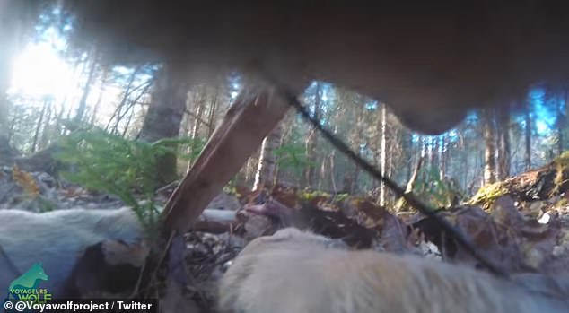 Voyageurs Wolf Project colocó un collar a un lobo solitario, lo que les permitió viajar por el bosque con el animal mientras se alimentaba de un hueso de venado, se ponía en la hierba y pescaba en un arroyo cercano.