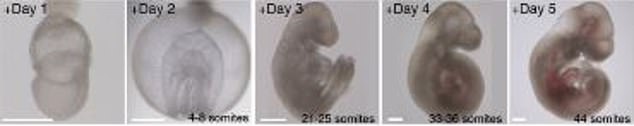 Los embriones humanos podrían ser los próximos sujetos de prueba de un estudio innovador que mantuvo vivo al embrión de ratón fuera del útero que desarrolló su corazón, estómago, cabeza y extremidades en seis días.