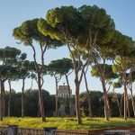 Se cree que alrededor del 80 por ciento de los pinos en Roma están infectados con un parásito mortal, la escama de la tortuga del pino, que se está extendiendo por la ciudad.  En la foto: Pines en Roma