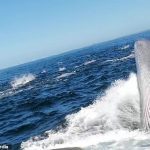 Gillian Gherbavaz, de 22 años, estaba filmando delfines comiendo sardinas frente a la costa de Sudáfrica cuando una ballena apareció de repente para tomar un bocado de pescado y golpear el bote en el que estaba.