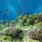 La Gran Barrera de Coral se extiende a lo largo de 1,429 millas a lo largo de la costa de Australia y, aunque es masiva, los nuevos datos muestran que hasta el 99 por ciento de ella podría desaparecer debido al cambio climático.