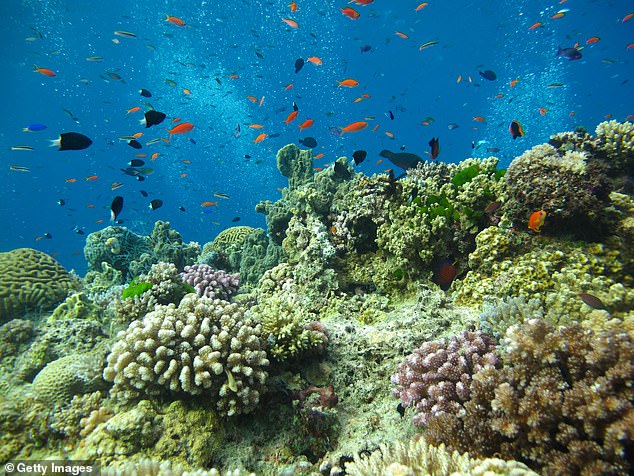 La Gran Barrera de Coral se extiende a lo largo de 1,429 millas a lo largo de la costa de Australia y, aunque es masiva, los nuevos datos muestran que hasta el 99 por ciento de ella podría desaparecer debido al cambio climático.