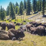 El Servicio de Parques Nacionales está llevando a cabo la primera caza controlada de bisontes dentro del Parque Nacional del Gran Cañón que tiene como objetivo reducir la manada de bisontes de House Rock en más de la mitad.