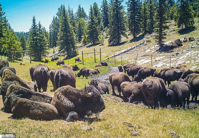 El Servicio de Parques Nacionales está llevando a cabo la primera caza controlada de bisontes dentro del Parque Nacional del Gran Cañón que tiene como objetivo reducir la manada de bisontes de House Rock en más de la mitad.