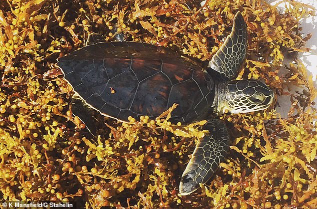 Una nueva investigación indica que las tortugas verdes pasan su 'infancia' en el Mar de los Sargazos, donde las abundantes algas marrones proporcionan un amplio camuflaje y mantienen el agua caliente.