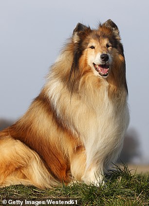 En la imagen, un Rough Collie, la raza de perro más agresiva, según un nuevo estudio