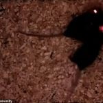Los ratones son animales extremadamente sociales, pero los investigadores los han programado para formar vínculos sociales instantáneos con un solo rayo de luz implantando en los animales un pequeño implante cerebral.