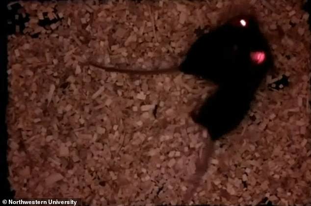 Los ratones son animales extremadamente sociales, pero los investigadores los han programado para formar vínculos sociales instantáneos con un solo rayo de luz implantando en los animales un pequeño implante cerebral.