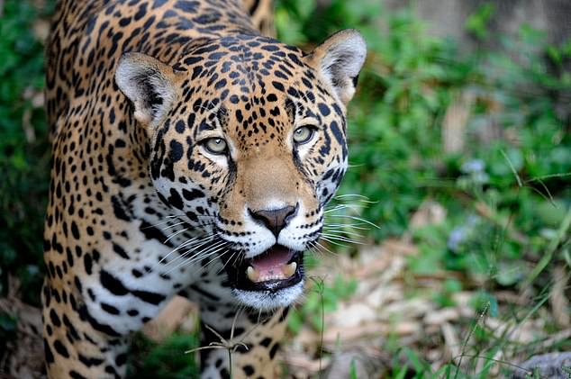 Un equipo de científicos ha solicitado al Servicio de Pesca y Vida Silvestre de EE. UU. Que reintroduzca jaguares en los EE. UU. En un esfuerzo que describen como 'corregir un daño hecho al Gran Gato de Estados Unidos'.