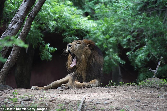 Ocho leones asiáticos (en la foto: imagen de archivo) en el Parque Zoológico Nehru en Hyderabad supuestamente dieron positivo por coronavirus en lo que se cree que es el primer caso de este tipo en la India.