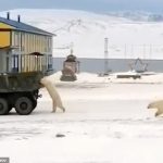 Un video extraordinario muestra a un oso polar aferrado descaradamente a un camión militar en movimiento en Rusia mientras busca comida en la basura.