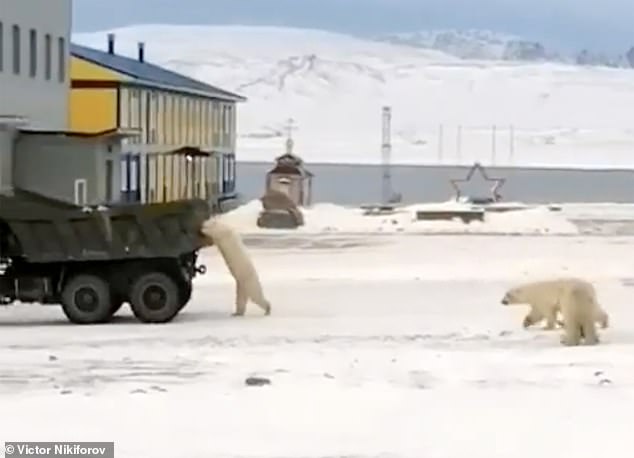 Un video extraordinario muestra a un oso polar aferrado descaradamente a un camión militar en movimiento en Rusia mientras busca comida en la basura.