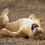 Un cachorro de león en el Parque Nacional del Serengeti, Tanzania, aparentemente riéndose de las habilidades fotográficas de Giovanni Querzani