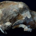El cráneo de un oso de las cavernas de la Edad de Hielo encontrado en Rusia puede contener la evidencia más temprana de que el animal fue cazado por humanos
