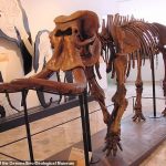 Reconstrucción de un esqueleto de elefante enano casi completo en el Museo Geológico Gemmellaro, Italia.  Esta especie se llama Palaeoloxodon mnaidriensis.  Este espécimen se encontró en la misma cueva que los fragmentos que los investigadores utilizaron para su estudio: la cueva de Puntali.