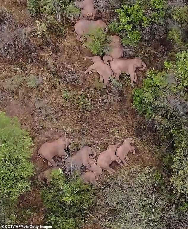 Fotografía aérea de elefantes acostados en lo que parece ser un triángulo protector alrededor de una cría.
