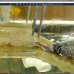 Investigadores de la Universidad de California en Santa Cruz entrenaron a siete anguilas copo de nieve para que se deslizaran fuera del agua, cogieran una rebanada de sashimi y se la tragaran con sus mandíbulas secundarias 'faríngeas'.  Es el primer caso conocido de un pez que puede alimentarse en tierra sin depender del agua.
