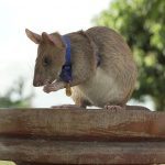 Magawa, la rata, fue reconocida el año pasado por su trabajo y recibió una medalla de oro PDSA en miniatura, el equivalente animal de la George Cross.