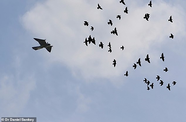 Los experimentos mostraron que las palomas desafiantemente se apartaron de la dirección del depredador ficticio (izquierda), lejos del peligro, como una unidad colectiva.